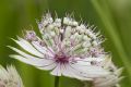 Astrantia major